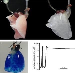 (a) Rat lung before (left) and after (right) decellulatization. (b) Decellularized rat lung a short time after starting perfusion with blue dye through the pulmonary artery. The perfusate has almost distributed along the lung, and is getting the microvessels at the basal area. (c) Tracheal pressure in a decellularized rat lung subjected to mechanical ventilation. The image shows a data section showing one ventilation cycle followed by a post-inspiratory pause. See text for explanations. Figures from results of the authors’ lab.