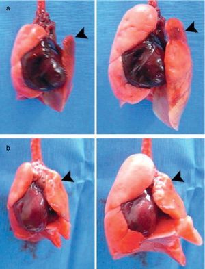 Examples of bioartificial rat lung explants after transplantation. (a) Isolated heart and lung en bloc resection of a bioartificial lung transplant recipient, ventilated through trachea, on inflation (left) and deflation (right) 24h after transplantation. Black arrow marks the transplanted bioartificial left lung. (b) Isolated heart and lung en bloc resection 14 days after transplantation, inflated (left), and deflated (right), black arrowhead marking the transplanted bioartificial left lung. Source: Reproduced from Ref. 28, with permission of the copyright owner of Annals of Thoracic Surgery.