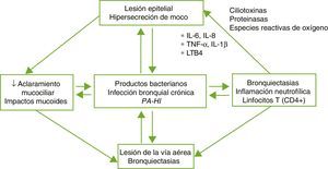 Patogenia de las bronquiectasias. HI: Haemophilus influenzae; IL: interleuquina; LTB4: leucotrieno B4; PA: Pseudomonas aeruginosa; TNF: factor de necrosis tumoral. Tomada de: Fuschillo et al.4.