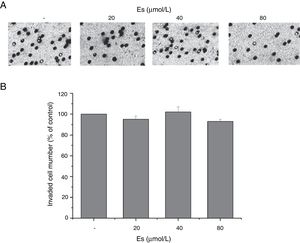Esculetin at indicated concentrations does not alter invasiveness of LLC cell significantly. (A) Cell invasion ability was assessed by transwell assay after a 48-h treatment with esculetin. (B) The percentages of cells that could invade via the membrane relative to control are shown as a histogram. Data were expressed as mean±S.E.M.