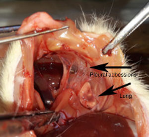 The pleural adhesions and pleurodesis success of sericin.