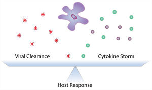 Schematic representation of the balance that must exist to fine tune the pulmonary inflammatory response to viral infection to promote pathogen clearance and prevent immunopathology.
