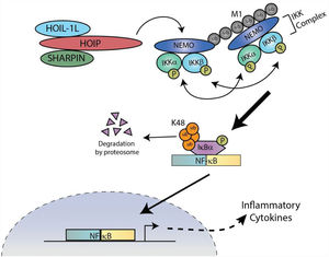 LUBAC is necessary for NF-κB dependent inflammation LUBAC covalently attaches linear ubiquitin chains to NEMO, which facilitates the recruitment of additional IKK complexes. Stably docked IKK complexes result in the efficient transautophosphorylation and activation of proximal IKKα/β, followed by the phosphorylation and degradation of IκBα. NF-κB translocates to the nucleus to stimulate transcription of inflammatory genes.