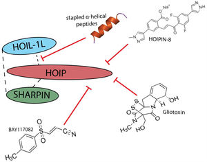 Schematic representation of the small molecule inhibitors (BAY117082, Gliotoxin, HOIPIN1-8) that target the catalytic domain of HOIP and the stapled α-helical peptides which disrupt the interaction between LUBAC components to destabilize the complex.