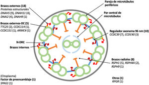 Diagrama transversal de un cilio indicando sus componentes estructurales y los genes en los que se han encontrado variantes. Se indica entre paréntesis el número de pacientes con variantes en cada gen. Brazos externos-DC: docking complex de los brazos externos de dineína; N-DRC: nexina-complexo regulador de la dineína.