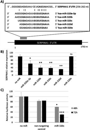 Regulation of SERPINA1 expression by miR-320 family. (A) Schematic diagram showing the predicted binding site on SERPINA1 3′UTR of 5 members of miR-320 family. (B) Relative expression of SERPINA1 after 48h of transfection of miR-320a-3p, miR-320b, miR-320c, miR-320d and miR-320e mimics or no miRNA into HepG2 cells, expressed as percentage. (C) Relative luciferase activity of a reporter vector carrying the SERPINA1 3′UTR downstream of the firefly luciferase gene, expressed as percentage. The vector was co-transfected with miR-320c mimic, non-targeting control or with no miRNA into HEK293T cells. Luciferase activity was analyzed at 48 and 72h. Data represent the mean (± standard deviation, SD) of three independent experiments and are presented relative to mock transfection (no miR). *p<0.05, **p<0.005, ***p<0.001.