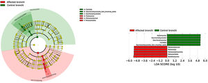 Statistical differences (LEfSE) of the bacterial microbiota between patients and controls in bronchi and saliva. Only taxa with an LDA score>4 are shown.