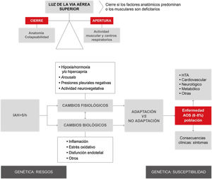 Resumen global del proceso fisiológico y biológico producido durante la apnea obstructiva del sueño. Como puede observarse en la parte superior izquierda de la figura, la obstrucción de la vía aérea superior (VAS) es consecuencia de un desequilibrio entre las fuerzas que tienden a mantenerla abierta (actividad de su musculatura) frente a aquellas que tienden a cerrarla (factores anatómicos). Este desequilibrio da lugar a un aumento de la colapsabilidad de la VAS, produciéndose el episodio respiratorio (apnea o hipopnea). Se estima que un 19% de la población general tiene un número de apneas-hipopneas por hora superior a 103. Estos episodios conllevan una serie de cambios fisiológicos (hipoxia, despertares transitorios y cambios de presión intratorácica), así como biológicos (inflamación, estrés oxidativo, entre otros). Dependiendo de los fenómenos de adaptación individuales, estos episodios dan lugar a enfermedad secundaria en forma de síntomas o constituyen factores de riesgo para el desarrollo de diversas entidades (HTA, entre otras). Diversos factores genéricos modulan la predisposición a estas consecuencias. AOS: apnea obstructiva del sueño; HTA: hipertensión arterial; IAH: índice de apnea-hipopnea.