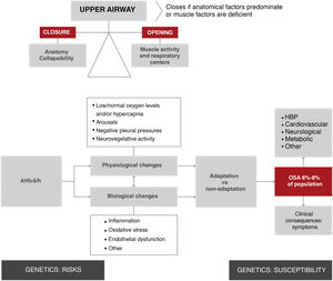 Overview of the physiological and biological processes of obstructive sleep apnea. As shown in the top left section of the figure, upper airway obstruction is the result of an imbalance between forces that tend to keep it open (muscle activity) and forces that tend to close it (anatomical factors). This imbalance increases the collapsibility of the upper airway, resulting in the respiratory episode (apnea hypopnea). It is estimated that 19% of the general population has an apnea-hypopnea rate > 10/h3. These episodes involve a series of physiological changes (hypoxia, transient arousals, and intrathoracic pressure changes) and biological changes (inflammation, oxidative stress, etc.). Depending on individual adaptation phenomena, these episodes cause secondary disease in the form of symptoms and are risk factors for the development of various entities (HBP, among others). Several generic factors modulate predisposition to these consequences. AHI: apnea-hypopnea index; HBP: high blood pressure; OSA: obstructive sleep apnea.