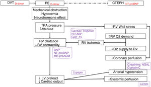Biomarkers in the pathophysiology of acute pulmonary embolism. The biomarkers are positioned according to the pathophysiological mechanism they express and their diagnostic (in red) or prognosis (in purple) value. BNP: B-type natriuretic peptide; CTEPH: chronic thromboembolic pulmonary hypertension; DVT: deep vein thrombosis; GDF-15: growth differentiation factor 15; H-FABP: heart-type fatty acid-binding protein; LMR: lymphocyte-monocyte ratio; LV: left ventricle; MR-proADM: mid-regional proadrenomedullin; NGAL: neutrophil gelatinase-associated lipocalin; NLR: neutrophil-lymphocyte ratio; NT-proBNP: amino-terminal fragment of proBNP; O2: oxygen; PA: pulmonary artery; PE: pulmonary embolism; PLR: platelet-lymphocyte ratio; pO2: partial pressure of oxygen; RV: right ventricle.