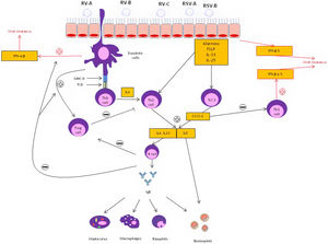 Epithelial and immune cell responses to viral infection in asthmatic patients. Following infection, a wide range of mediators are secreted leading to a Type 2 pathway upregulation through T-helper type 2(Th2) and type 2 innate lymphoid cell (ILC2) inflammatory mechanisms. In response to T2 inhibitor therapy, there is an up regulation of T-helper type 1 (Th1) immune pathway which is associated with increased interferon (INF). IL: interleukin; SOCS: suppressor of cytokine signaling; respiratory syncytial virus: RSV; rhinovirus: RV; T reg: T regulatory cells; TSLP: thymic stromal lymphopoietin.