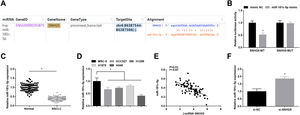 SNHG5 binds to miR-181c-5p. (A) Binding sites of SNHG5 and miR-181c-5p were analyzed by Starbase; (B) The binding of SNHG5 to miR-181c-5p was assessed by luciferase activity assay; (C, D) miR-181c-5p expression in clinical tissues and cell lines was tested by RT-qPCR; (E) Pearson analysis of SNHG5 and miR-181c-5p; (F) miR-181c-5p expression in A549 cells after SNHG5 silencing was tested by RT-qPCR. Measurement data were expressed as mean±standard. In (B), * P<0.05 vs. mimic NC group (N=3); in (C), * P<0.05 vs. normal tissues (n=86); in (D), * P<0.05 vs. MRC-5 cells (N=3); in (F), * P<0.05 vs. si-NC group (N=3).