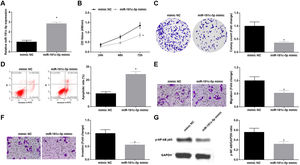 Restoration of miR-181c-5p restrains NSCLC cell progression. (A) miR-181c-5p expression in A549 cells was detected by RT-qPCR; (B) A549 cell proliferation after upregulating miR-181c-5p was assessed by CCK-8 assay; (C) Colony formation rate of A549 cells after upregulating miR-181c-5p was detected by colony formation assay; (D) A549 cell apoptosis rate after upregulating miR-181c-5p was tested by flow cytometry; (E) A549 cell migration after upregulating miR-181c-5p was detected by Transwell assay; (F) A549 cell invasion after upregulating miR-181c-5p was evaluated by Transwell assay; (G) p-NF-κB p65 protein expression in A549 cells after upregulating miR-181c-5p was measured by Western blot. Measurement data were expressed as mean±standard. * P<0.05 vs. the mimic NC group. Cell experiments were performed independently in triplicate.