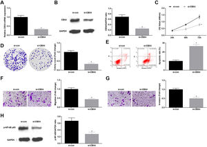 Knockdown of CBX4 suppresses NSCLC cell progression. (A, B) CBX4 expression in A549 cells was detected by RT-qPCR and western blot; (C) A549 cell proliferation after silencing CBX4 was detected by CCK-8 assay; (D) Colony formation rate of A549 cells after silencing CBX4 was evaluated by colony formation assay; (E) A549 cell apoptosis rate after silencing CBX4 was examined by flow cytometry; (F) A549 cell migration after silencing CBX4 was measured by Transwell assay; (G) A549 cell invasion after silencing CBX4 was detected by Transwell assay; (H) p-NF-κB p65 protein expression in A549 cells after silencing CBX4 was tested by Western blot. Measurement data were expressed as mean±standard deviation; * P<0.05 vs. the si-con group. Cell experiments were performed independently in triplicate.