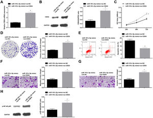 Overexpression of CBX4 abolishes the effects of miR-181c-5p on NSCLC cell progression. (A, B) CBX4 expression in A549 cells was tested by RT-qPCR and western blot; (C) A549 cell proliferation in the rescue experiment was detected by CCK-8 assay; (D) Colony formation rate of A549 cells in the rescue experiment was tested by colony formation assay; (E) A549 cell apoptosis rate in the rescue experiment was assessed by flow cytometry; (F) A549 cell migration in the rescue experiment was examined by Transwell assay; (G) A549 cell invasion in the rescue experiment was detected by Transwell assay; (H) p-NF-κB p65 protein expression in A549 cells in the rescue experiment was determined by Western blot. Measurement data were expressed as mean±standard deviation; * P<0.05 vs. the miR-181c-5p mimic+oe-NC group. Cell experiments were performed independently in triplicate.