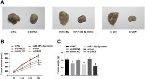 Effect of the SNHG5/miR-181c-5p/CBX4 axis on the development of NSCLC in vivo. (A) Representative figures for tumors. (B) Tumor growth volume after tumor transplantation of A549 cells in each group. (C) Tumor growth weight after tumor transplantation of A549 cells in each group. Measurement data were expressed as mean±standard deviation. n=8. * P<0.05 vs. the si-NC group; # P<0.05 vs. the mimic NC group; & P<0.05 vs. the si-con group.