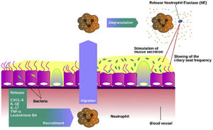 Role of neutrophil elastase in the airways. Once activated neutrophils are recruited into the airways, they release high amounts of neutrophil elastase (NE). NE can stimulate mucus secretion as well as slow the frequency of ciliary beating, impairing the mucociliary epithelium and making it more susceptible to chronic infection.