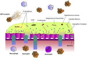 Interaction between microbiological agents and airway epithelium in bronchiectasis. The bronchial epithelium in bronchiectasis is disrupted and shows increased mucus hypersecretion, especially in the presence of bronchial infection. Bacteria such as Haemophilus influenzae, Streptococcus pneumoniae, Streptococcus aureus and Pseudomonas aeruginosa are often the causative agents of bronchial infections. Fungi such as Candida albicans and Aspergillus fumigatus are other microbes that can cause bronchial infection. Non-tuberculous mycobacteria (NTM) can directly cause bronchiectasis or contribute to worsening previous pathology. The airway epithelium recruits neutrophils, macrophages and eosinophils that migrate into the airways and participate in host defence. P. aeruginosa often forms biofilms to evade the immune system. Another mechanism of immune evasion is bypassing the neutrophil extracellular traps (NETs).