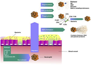 Neutrophils function in chronic bronchial infection. Neutrophils are recruited from the blood to the airways by mediators such as interleukin 8 (IL-8 or CXCL-8), interleukin 1 beta (IL-1β), interleukin 17 (IL-17), tumour necrosis factor alfa (TNFα) and leukotriene B4. In the lungs, they are activated and migrate into the site of the infection. There, neutrophils produce reactive oxygen species (ROS) and release granule products during the degranulation, such as myeloperoxidase, neutrophil elastase (NE), heparin-binding protein, resistin and matrix metalloproteinases, and initiate various host defence mechanisms. Phagocytosis is dependent on Fcγ receptors and complement. Fcγ receptors recognize IgG-opsonised phagocytic targets, while complement receptor 1 recognizes C3b/C4b components deposited on microorganisms, and complement receptor 3 recognizes the complement component iC3b. The formation of neutrophil extracellullar traps (NETs) is another host defence mechanism. NETs contain histones, DNA and granule products to exert their antimicrobial activity.