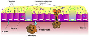 Mechanisms of airway epithelium against bronchial infection. Mucociliary clearance is the main function of airway epithelium against bacterial infection. When the function of cilia from ciliated cells is impaired or the concentration of mucins is altered in mucus, bronchial infection can be easily established across the epithelium. Also, bacteria induce the expression of intercellular adhesion molecule 1 (ICAM-1) on epithelial cells. This molecule plays multiple roles in modulation of inflammation such as inducing neutrophil adhesion to airway epithelial cells through neutrophil surface receptors CD11/CD18. The release of antimicrobial peptides from epithelial cells and neutrophils is also a key host defence mechanism to limit infection.