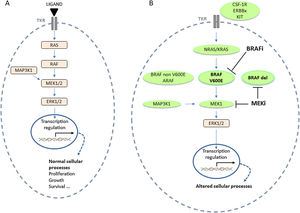 Alterations of the MAPK signalling pathway in PLCH. (A) Physiological MAPK activation. (B) Alterations of the MAPK signalling pathway and targeted therapies, BRAF inhibitors (BRAFi) and MEK inhibitors (MEKi), according to the molecular alteration. BRAFdel: BRAF deletion; ERK: extracellular signal-regulated kinase; PLCH: pulmonary langerhans cell histiocytosis; MAPK: mitogen-activated protein kinase; TKR: tyrosine kinase receptor.