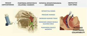 From inhaled corticosteroids to obstructive sleep apnea: potential pathophysiological mechanisms.