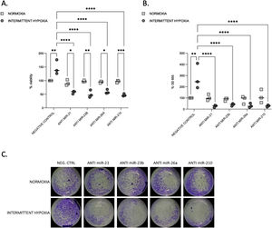 Proliferation and migration test in CaCo2 cells both in normoxia and IH after miRNA inhibition. (A) Proliferation test. CaCo2 cells were transfected with various miRNA inhibitor and then incubated in normoxia or IH for 32h. Cells were then assayed for viability by the MTT assay. Cells in normoxia transfected with negative control represented 100% of viability. Individual data and median are plotted (n=3). *p≤0.05, **p≤0.01, ***p≤0.001, ****p≤0.0001. (B) Transwell migration assay. Transwell experiments were performed to analyze the cell migration and invasion in CaCo2 cancer cells exposed to normoxia or intermittent hypoxia for 48h and transfected with miRNA inhibitors. Individual data and median are plotted (n=3). *p≤0.05, **p≤0.01, ***p≤0.001, ****p≤0.0001. (C) Pictures of the lower side of transwells after migration test and crystal violet staining, taken under a light microscope coupled to a camera at ×10 magnification.
