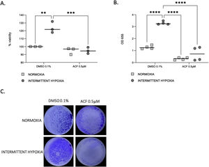 ACF reverses IH-induced proliferation and migration of CaCo2 cells. (A) Viability of CaCo2 cells assessed by MTT assay in condition of normoxia and intermittent hypoxia with 0.1% DMSO or 0.5μM of acriflavine (ACF) for 32h. Cells in normoxia treated with DMSO 0.1% represented 100% of viability. Individual data and median are plotted (n=3). **p<0.005. (B) Transwell migration assay were performed to analyze the cell migration after exposure to normoxia or intermittent hypoxia for 48h, in presence or in absence of 0.5μM ACF. Individual data and median are plotted (n=4). **p<0.005. (C) Pictures of the lower side of transwells after migration test and crystal violet staining, taken under a light microscope coupled to a camera at ×10 magnification.