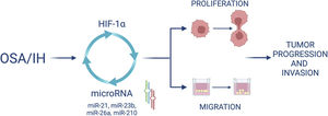 HIF-1 and miRNA are involved in a feedback loop mediating IH effects on cell proliferation and migration.