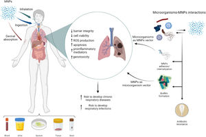 Impact of MNPs on the respiratory tract. Graphical summary of the MNPs routes of exposure, clinical samples from which MNPs have been detected, interactions between MNPs and microorganisms, and the impact of MNPs on lung health. Created withBioRender.com.