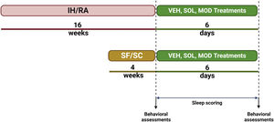 Schematic presentation of the experimental paradigm.