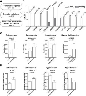 Higher prevalence of somatic mutations in COPD patients compared to healthy controls and associations with COPD co-morbidities. (A) Flow chart of differentially prevalent mutated genes identified in our study. (B) The top-10 genes that displayed the highest differential prevalence of somatic mutations in COPD patients compared to healthy controls. The white bars represent the percentage of the COPD group that had a putative somatic mutation within the gene, the gray bars represent the percentage of mutations within the control group. The delta between percentage mutations in the COPD and control group is depicted above the white bars. (C) The prevalence of gene mutations of HLA-A, LGALS9C, ORT2T or KIF26B in COPD patients (n=165) with or without osteoporosis (n=15), hypertension (n=51) or myocardial infarction (n=11). (D) The gene expression levels of HLA-A and MRPL4 in COPD patients (n=165) with or without osteoporosis (n=15) or hypertension (n=51). The somatic mutation data was obtained from peripheral blood, while the gene expression data was obtained from bronchial biopsies. Statistical differences were tested using a Mann–Whitney U test, nominal p values are shown on top of the graph.