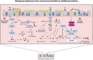Biological pathways from severe bronchiolitis to childhood asthma. This figure summarizes two biological pathways that may underlie the bronchiolitis endotypes at high risk of developing childhood asthma. From left to right, biological pathway A (i.e., type I/II IFN pathway) links to endotype 3. The type I/II IFN pathway involves the activation of cGAS-STING and the NF-κB-dependent type I/II IFNs and proinflammatory (i.e., IL-6, IL-8) mediators secretion. Additionally, the fatty acid receptor-alveolar macrophage pathway involves the polarization of alveolar macrophages toward an M2 phenotype following activation through FFAR-4. Biological pathway B (i.e., Th2 cell activation and STAT3-glutathione pathways) links to endotype 4. The Th2 cell activation pathway involves an epithelial-derived secretion of pro-Th2 mediators (i.e., IL-33, IL-25, and TSLP) and subsequent differentiation of CD4+ Th0 to Th2 cells. In the presence of ORMDL3 overexpression, the CD4+ Th0 to Th2 cell differentiation is enhanced. In synergy with the Th2 cell activation pathway, the STAT3-glutathione pathway involves the induction of type I/II IFNs and glutathione derivatives through STAT3- or NF-κB-mediated signaling. Abbreviations: cGAS, synthase for the second messenger cyclic GMP-AMP; cGAMP, cyclic guanosine monophosphate-adenosine monophosphate; FFAR, free fatty acid receptor; IFN, interferon; IL−, interleukin−; IRF3, interferon regulatory factor 3; IRF7, interferon regulatory factor 7; MyD88, myeloid differentiation primary response 88; NF-kB, nuclear factor kappa beta; ORMDL3, orosomucoid-like 3; STAT3, signal transducer and activator of transcription 3; STING, stimulator of interferon genes; Th0, T helper 0; TLR, toll-like receptor; TRIF, toll/interleukin-1R domain-containing adapter-inducing interferon-β; TSLP, thymic stromal lymphopoietin.
