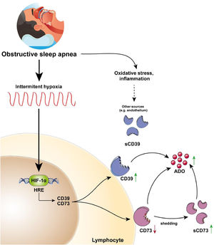 CD39/CD73 axis is dysregulated in sleep apnea patients, resulting in adenosine accumulation. Intermittent hypoxia, through HIF-1α, mediates the upregulation of CD73 and CD39 in the lymphocytes of sleep apnea patients. CD73 may be released from these lymphocytes, potentially resulting in decreased expression of membrane-bound CD73, and increased plasma levels of its soluble form (sCD73). Interestingly, plasma sCD39 levels were also upregulated, but, sCD39 is not shed from the lymphocyte membrane. Moreover, ADO levels were upregulated in the plasma of OSA patients. Therefore, we speculated that the upregulation of plasmatic and/or membrane-bound CD73 and CD39 results in an upsurge of ADO levels. Ultimately, increased ADO levels could dampen immune response, potentially contributing to the establishment of a tumor-promoting microenvironment in OSA patients.