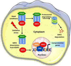 NRF2 signaling pathway: under basal condition, KEAP1 controlled NRF2 undergoes Cul3 mediated ubiquitination, leading to the proteosomal degradation of NRF2. Under oxidative stress, the NRF2 dissociates from KEAP1 and enters the nucleus where it heterodimerises with the sMaf proteins and regulates the ARE driven gene expression.