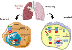 Fate of NRF2 in normal cells and cancer cells.