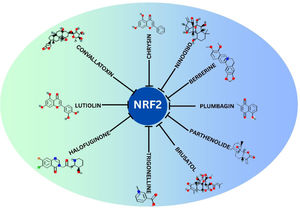Representation of natural inhibitors of NRF2.