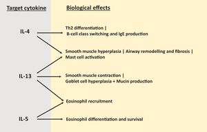 Cytokine targets of monoclonal antibody therapy directed towards type 2 inflammation and their downstream biological effects.