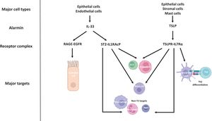 IL-33 and TSLP signalling relevant to COPD pathophysiology. The major cellular sources of IL-33 are epithelial cells and endothelial cells. IL-33 triggers goblet cell hyperplasia via the RAGE-EGFR receptor complex, and activates T2 and non-T2 immune responses via the ST2-IL1RAcP receptor complex. The major cellular sources of TSLP are epithelial cells, stromal cells and mast cells. TSLP activates T2 and non-T2 immune responses via the TSLPR-IL7Rα receptor complex, including dendritic cell mediated Th2 differentiation. Artwork produced with the use of BioRender.