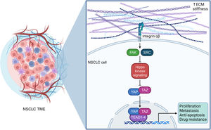 YAP/TAZ-TEAD signaling in NSCLC mechanobiology. NSCLC cells reside within a complex and dynamic tumor microenvironment, continuously interacting with nearby tumor cells, non-tumor cells, such as cancer-associated fibroblasts (CAFs) and immune cells, as well as the stiff extracellular matrix (ECM), comprised of collagen fibers, fibronectin, laminins, elastin, and hyaluronan. These physical interactions generate mechanical signals which lead to the intracellular activation of YAP/TAZ-TEAD signaling, promoting the development and progression of NSCLC. ECM, extracellular matrix; FAK, focal adhesion kinase; NSCLC, non-small cell lung cancer; SRC, proto-oncogene tyrosine protein kinase Src; TAZ, transcriptional co-activator with PDZ-binding motif; TEAD, transcriptional enhanced associate domain; TME, tumor microenvironment; YAP, yes-associated protein. This figure was created using the tools provided by BioRender.com.