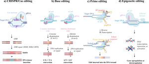 CRISPR-based editing systems. The main CRISPR editing systems include: (a) classical CRISPR/Cas editing, in which a Cas nuclease cuts the DNA, creating a double-strand break (DSB), after which native repair mechanisms can introduce and correct the functional genetic material initially absent via homology-directed repair (HDR), non-homologous end joining (NHEJ), or homology-independent targeted integration (HITI); (b) base editing, in which changes to individual DNA base pairs are induced by the utilization of an engineered form of Cas9 (Cas9 nickase); adenine base editors (ABE) or cytosine base editors (CBE) are the two specific types; (c) prime editing, which involves a catalytically impaired Cas9 nickase (nCas9) fused with an engineered reverse transcriptase (RT) and complexed with a prime editing guide RNA (pegRNA); and (d) epigenetic editing, which involves altering the expression of a specific gene without modifying its underlying DNA sequence. This can be achieved through processes such as DNA methylation and histone acetylation. To facilitate this, a non-cutting variant of the Cas9 enzyme, referred to as “dead” Cas9 (dCas9), is utilized. dCas9 can be combined with various effector domains that can modulate gene expression at specific locations in an epigenetic manner.