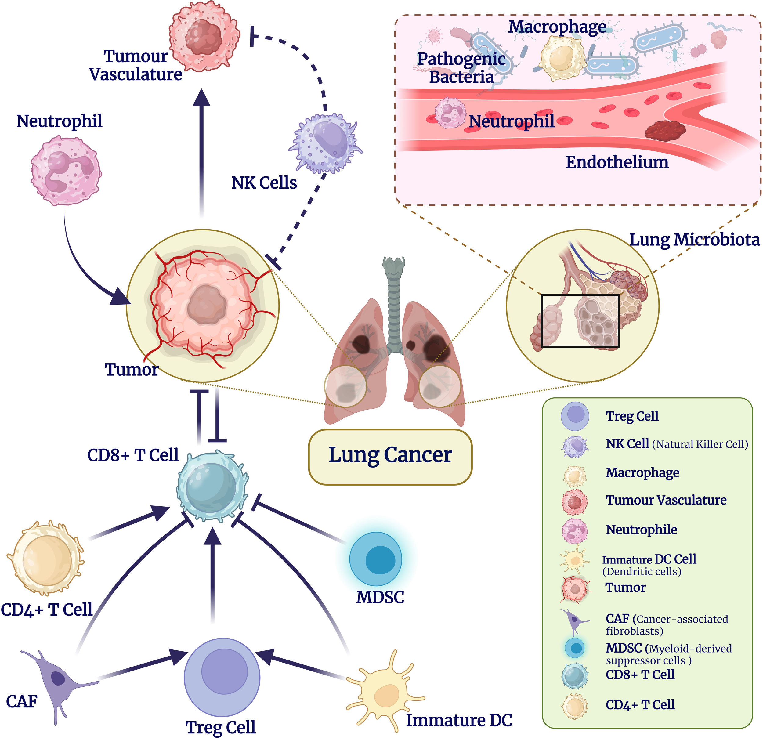 A Critical Review on the Role of Probiotics in Lung Cancer Biology and ...