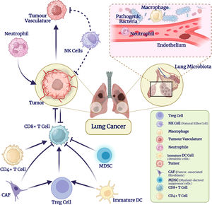 The interactions between lung cancer tumor microenvironment and lung microbiota.