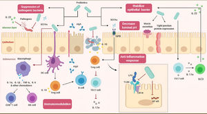 The effects of probiotics on the host (SCFAs, short-chain fatty acids; sIgA, soluble IgA; GPR, G protein coupled free fatty acid receptor; DC cell, dendritic cell; Treg cell, regulatory T cell; Th17, T helper cell 17; ILC3, Type 3 innate lymphocyte; NK cell, Natural killer cell; LPS, lipopolysaccharide; TLR4, Toll-like receptor 4; NF-κβ, nuclear factor-κB).85