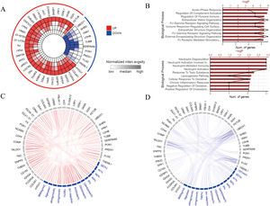 Serum proteomic profile. (A) Proteins with progressively up- and downregulation with increasing severity of OSA in serum. The inner to outer circles represent the control group, mild OSA, moderate OSA and severe OSA. Red indicates an increase in protein expression levels, whereas blue represents a decrease. The depth of color reflects the expression level of a protein. (B) Functional enrichment of proteins with progressively higher and lower OSA severity. (C) Differentially expressed proteins that show a positive correlation with the clinical indicators. Nodes represent proteins or clinical indicators, with node size indicating the degree of correlation and edges representing their interactions. (D) Differentially expressed proteins that show a negative correlation with the clinical indicators.