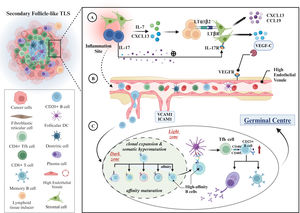 Formation and maturation mechanisms of TLS. (A) Recruitment of immune cells and initial establishment of lymphoid-like architecture: within sites of chronic inflammation, stromal cells or lymphocytes release chemokines, including CXCL13 and IL-7, which attract lymphoid tissue-inducing (LTi) cells to the inflammatory locus. The binding of LTα1β2 from LTi cells to the LTβR on stromal cells triggers the secretion of VEGFC, thus facilitating the formation of high endothelial venules (HEVs). Additionally, lymphocytes secrete IL-17, which activates stromal cells via IL-17R, further augmenting the production of chemokines such as CXCL13 and CCL19. (B) HEV function and immune cell homing: following the establishment of HEVs, the secretion of adhesion molecules, such as ICAM1 and VCAM1, facilitates the recruitment of immune cells, including B and T cells, to the TLS, thereby reinforcing local immune responses. (C) B-cell activation and maturation: during TLS maturation, B cells undergo clonal expansion and somatic hypermutation within the germinal center (GC) dark zone with the assistance of CD4+ T cells to enhance BCR affinity. Subsequently, the high-affinity B cells interact with FDC and TFH cells in the bright zone and complete the antibody class switch via the CD40/CD40L pathway. This process leads to B cell maturation (e.g., increased expression of CD23) and differentiation into memory B cells or antibody-secreting plasma cells, thereby exerting their anti-tumor immune functions.