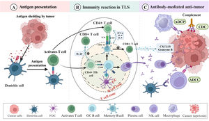 Mechanisms of TLS in anti-tumor immunity. (A) Tumor antigen presentation and lymphocyte activation: TLS facilitates efficient T cell activation and proliferation by tumor-associated antigens presentation of DCs and activation of lymphocytes. (B) TLS anti-tumor immune response: upon recognition of antigens presented by DCs, CD8+ T cells execute direct tumor cell killing. Furthermore, the interaction between germinal center B cells and FDCs, along with Tfh cells, as well as activation of the CD40/CD40L signaling pathway, facilitates B cell maturation and differentiation into memory B cells and antibody-secreting plasma cells. Moreover, the interaction between B cells and CD8+ T cells may enhance the activity of CD8+ T cells. Following antigen stimulation, CD4+ T cells differentiate into various subtypes, including Th1 and Tfh cells, which secrete cytokines such as IFN-γ, CXCL13, and IL-21, contributing to TLS formation and maintenance, and bolstering immunosurveillance against tumors. (C) Antibody-mediated tumor killing function: mature B cells generate targeted antibodies, such as IgG and IgA, which impede tumor growth and infiltration through triggering antibody-dependent cellular cytotoxicity (ADCC) and antibody-dependent cellular phagocytosis (ADCP) mediated by NK cells and macrophages. Antibodies can also activate complement molecules through the complement-dependent cytotoxicity (CDC) pathway to lyse cancer cells.