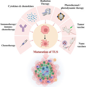 TLS induction strategies. TLS can be induced by various personalized anti-tumor treatment regimens, including chemotherapy, immunotherapy/chemoimmunotherapy, targeted therapy against TLS-associated cytokines, radiotherapy, photothermal/photodynamic therapy, tumor vaccines, and nano vaccines.