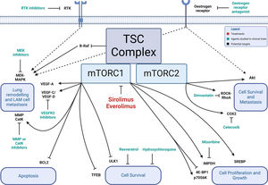 Dysregulated signaling pathways in LAM pathogenesis highlight potential targets for clinical trials. Mutations in mTORC1 pathways upregulate IMPDH, SREBP, VEGF-A, VEGF-C, VEGF-D, MMPs, and CatK; and inhibit 4E-BP1, ULK1, TFEB, and BCL2. mTORC2 activates Akt, ROCK–RhoA, and COX2. Oestrogen stimulates activation of MEK–MAPK and Akt. RTKs mediate activation of MEK–MAPK signalling. Dysregulated mTOR signalling in LAM cells alters the cell behaviours shown in blue boxes. Agents studied in clinical trials are shown in green. Potential trial targets are shown in black. 4E-BP1: eukaryotic translation initiation factor 4E-binding protein 1; Akt: AKT serine–threonine protein kinase; BCL2: B-cell lymphoma 2; B-Raf: V-Raf murine sarcoma viral oncogene homologue B1; CatK: cathepsin K; COX2: cyclooxygenase 2; IMPDH: inosine 5′-monophosphate dehydrogenase; LAM: lymphangioleiomyomatosis; MAPK: mitogen-activated protein kinase; MEK: MAPK kinase; MMP: matrix metalloproteinase; mTOR: mechanistic target of rapamycin; mTORC1: mTOR complex 1; p70S6K: 70kDa ribosomal protein S6 kinase; RhoA: Ras homologue family member A; ROCK: Rho-associated protein kinase; RTK: receptor tyrosine kinase; SREBP: sterol regulatory element-binding protein; TFEB: transcription factor EB; TSC: tuberous sclerosis complex; ULK1: Unc-51-like autophagy-activating kinase 1; VEGF: vascular endothelial growth factor.