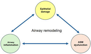 Main contributors to airway remodeling in asthma. ASM: airway smooth muscle.